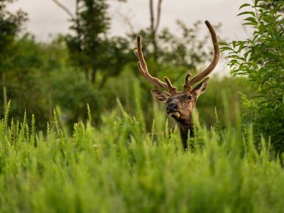Closeup of an elk