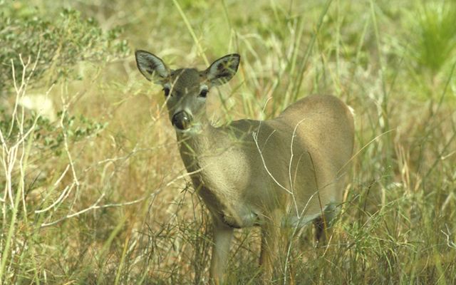 A key deer stands in a grassy meadow.
